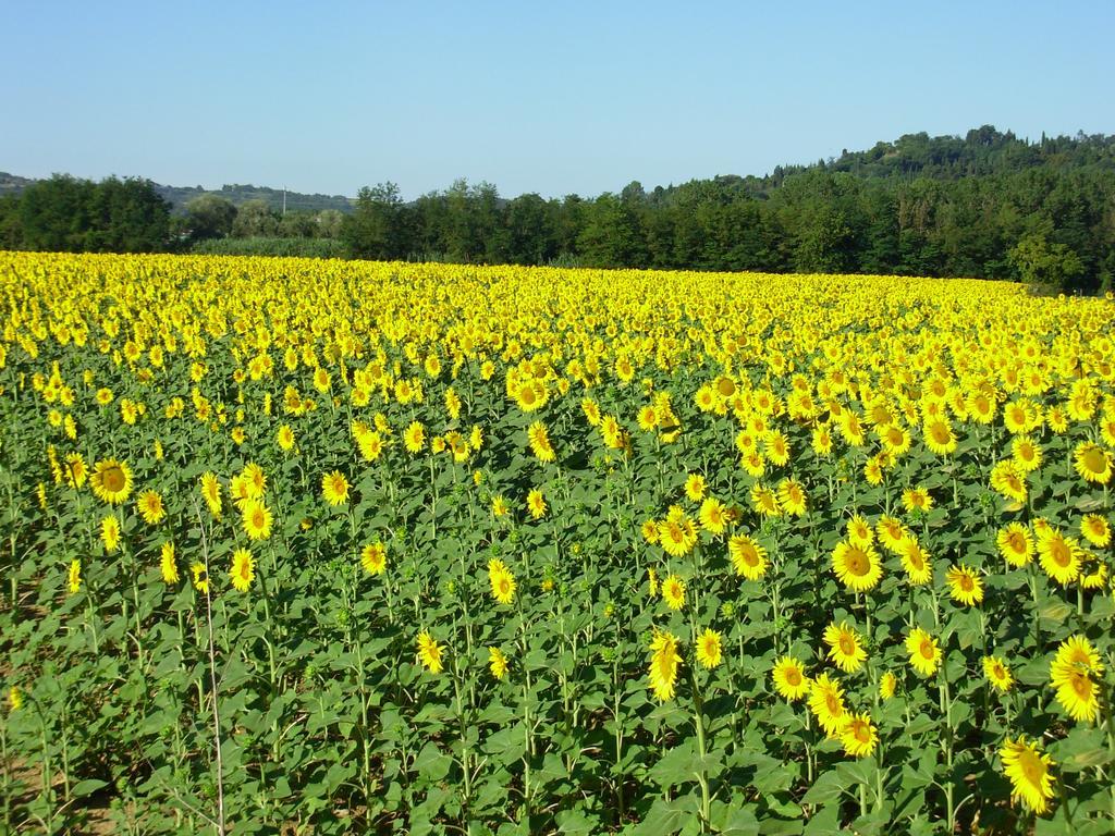 Il Borghetto Tuscan Holidays San Gimignano Exterior foto